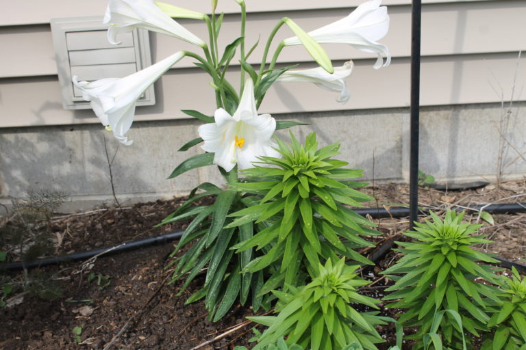 how-to-care-for-an-easter-lily-after-easter