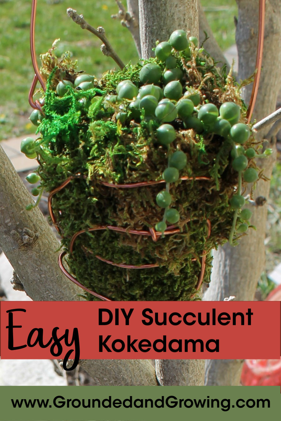 Learn the Japanese Art of Kokedama - Step By Step Tutorial