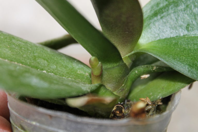 Tips and Tricks for the Best Orchids on the Block-- Step 3: Re-blooming