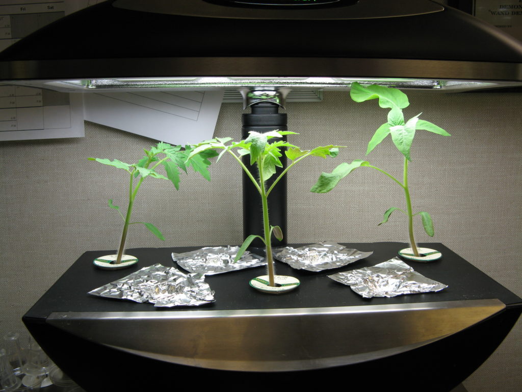 how-to-grow-fresh-tomatoes-all-winter-with-an-aerogarden