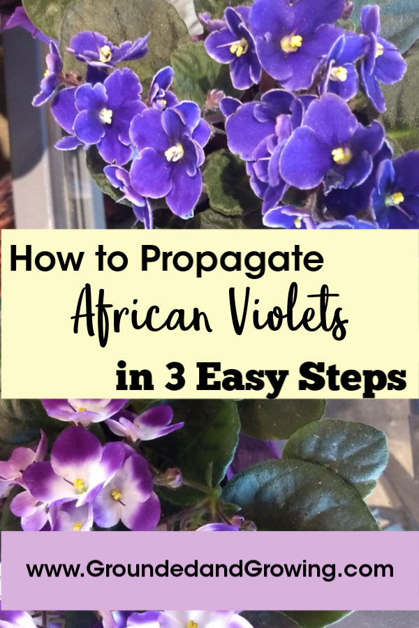 african violet propagation