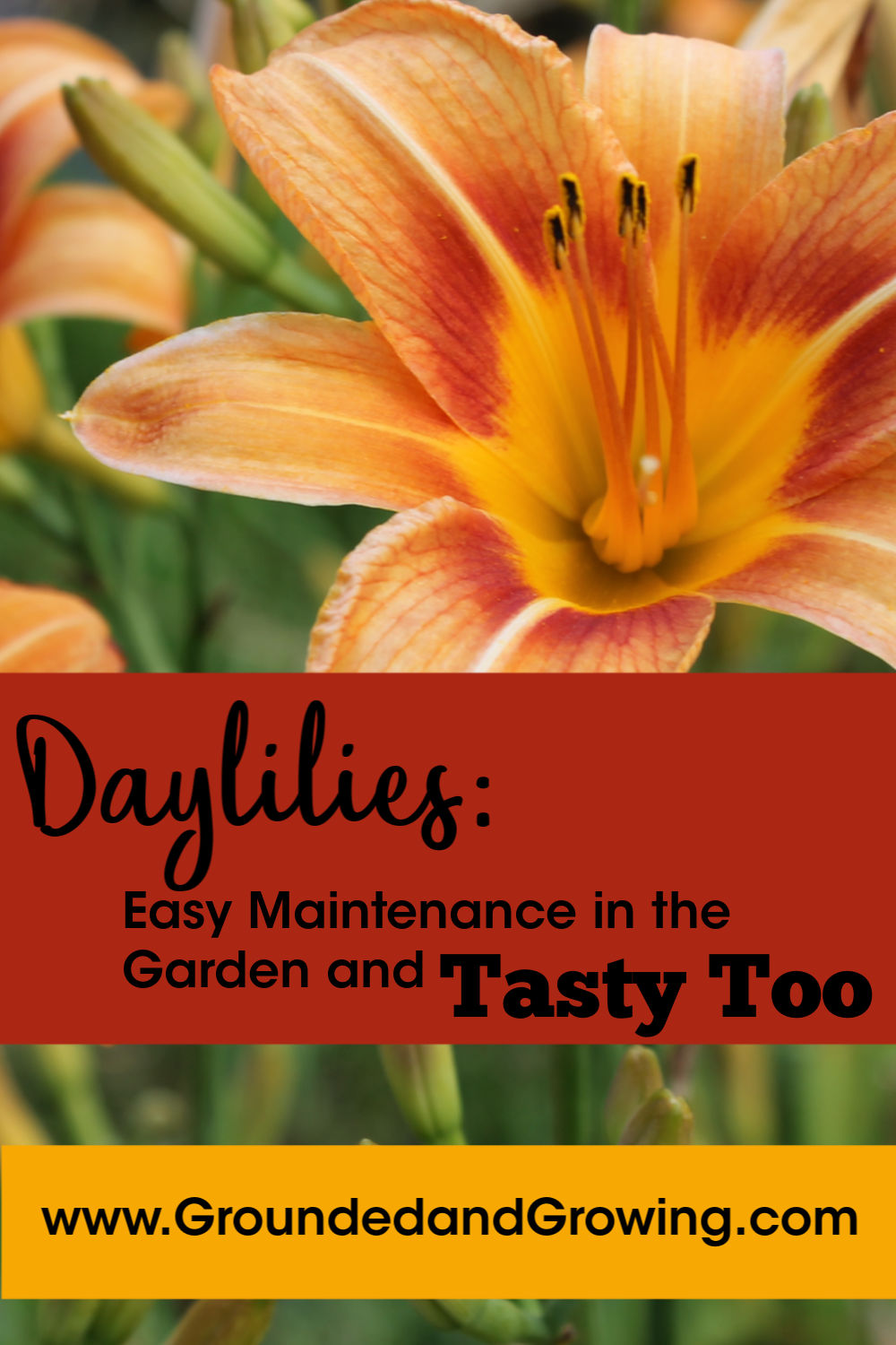 Daylilies: Easy Maintenance in the Garden and Tasty Too!